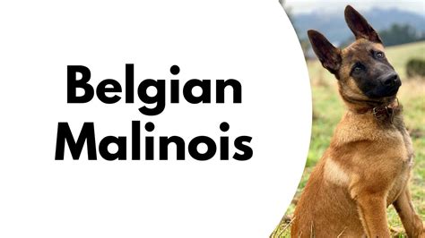 belgian malinois how to pronounce.